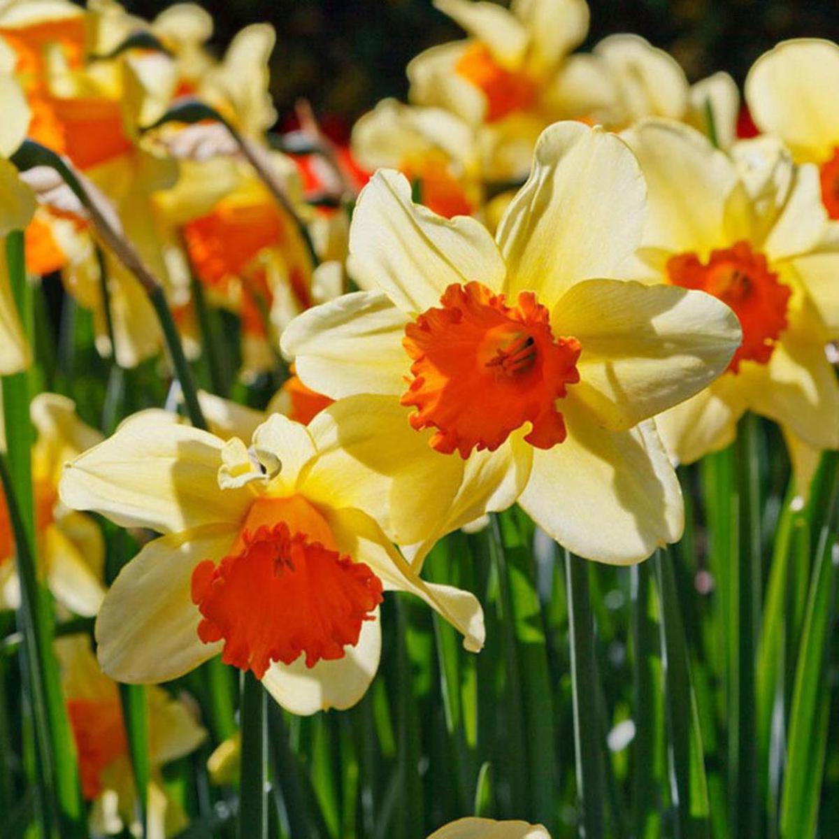 Light Yellow Narcissus Flower Seeds for Planting | Heirloom Non-GMO High Germination Organic Garden Seeds