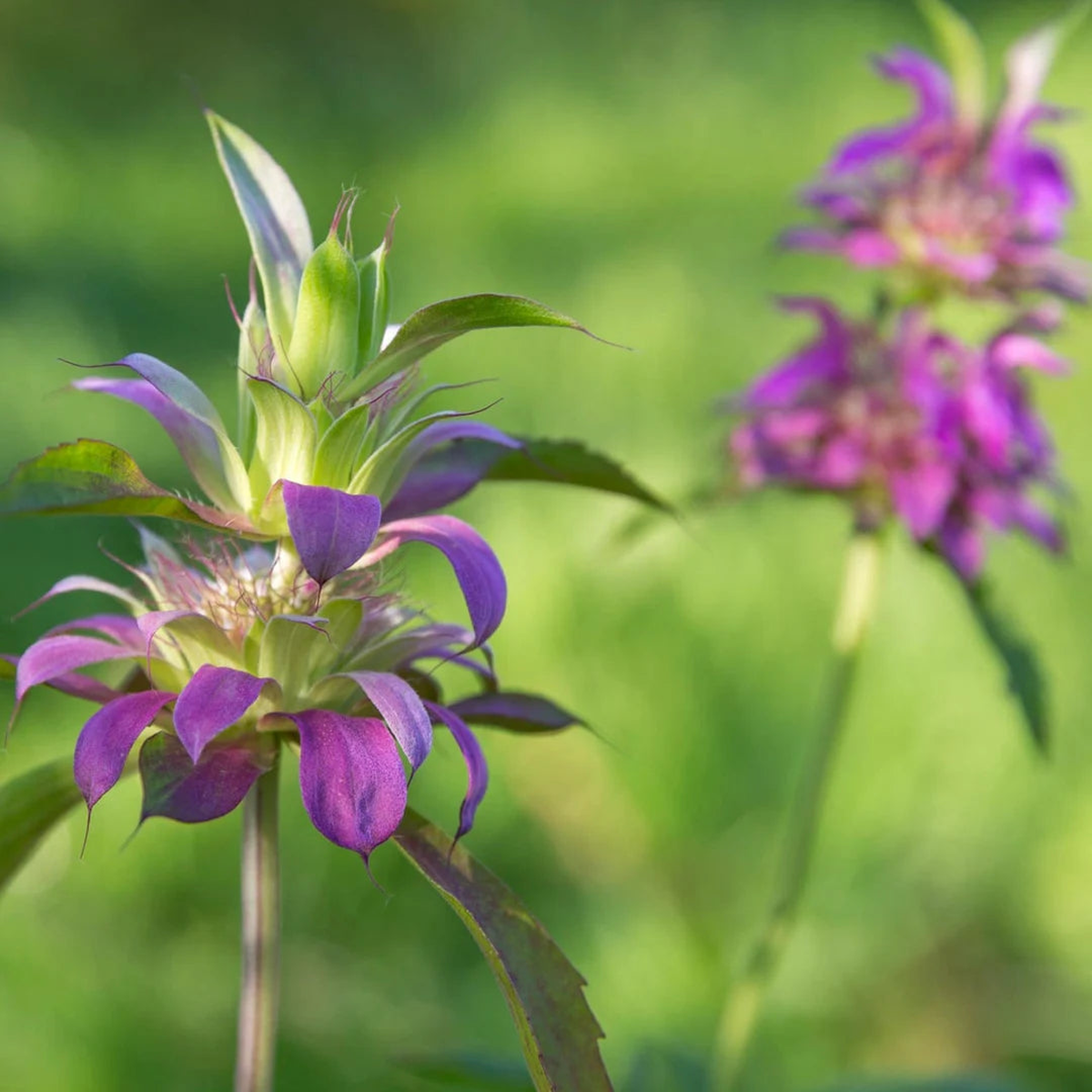 Monarda Citriodora Purple Seeds Organic, Heirloom, Non-GMO Seeds for Planting