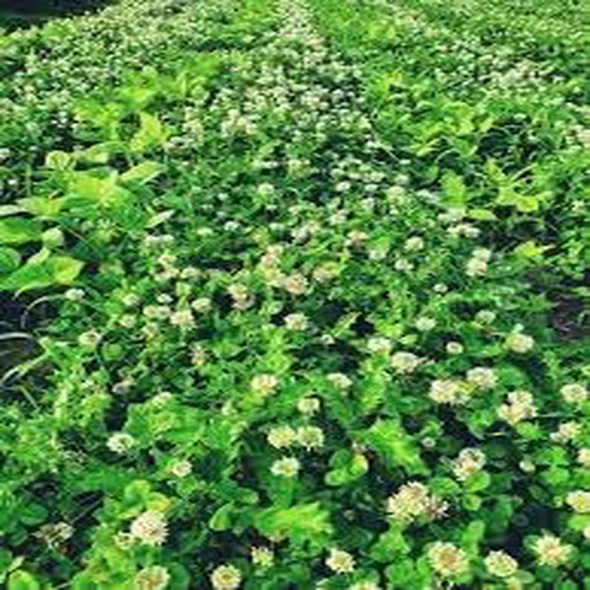 New Zealand Clover Seeds for Planting Non-GMO Heirloom Organic Garden Seeds, High Germination