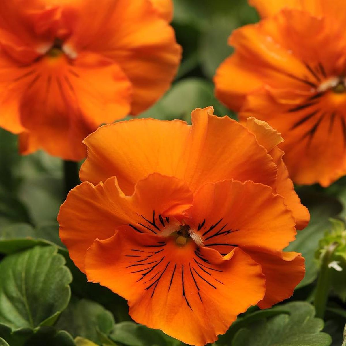 Organic Orange Frizzle Sizzle Flower Seeds for Planting  Heirloom, Non-GMO