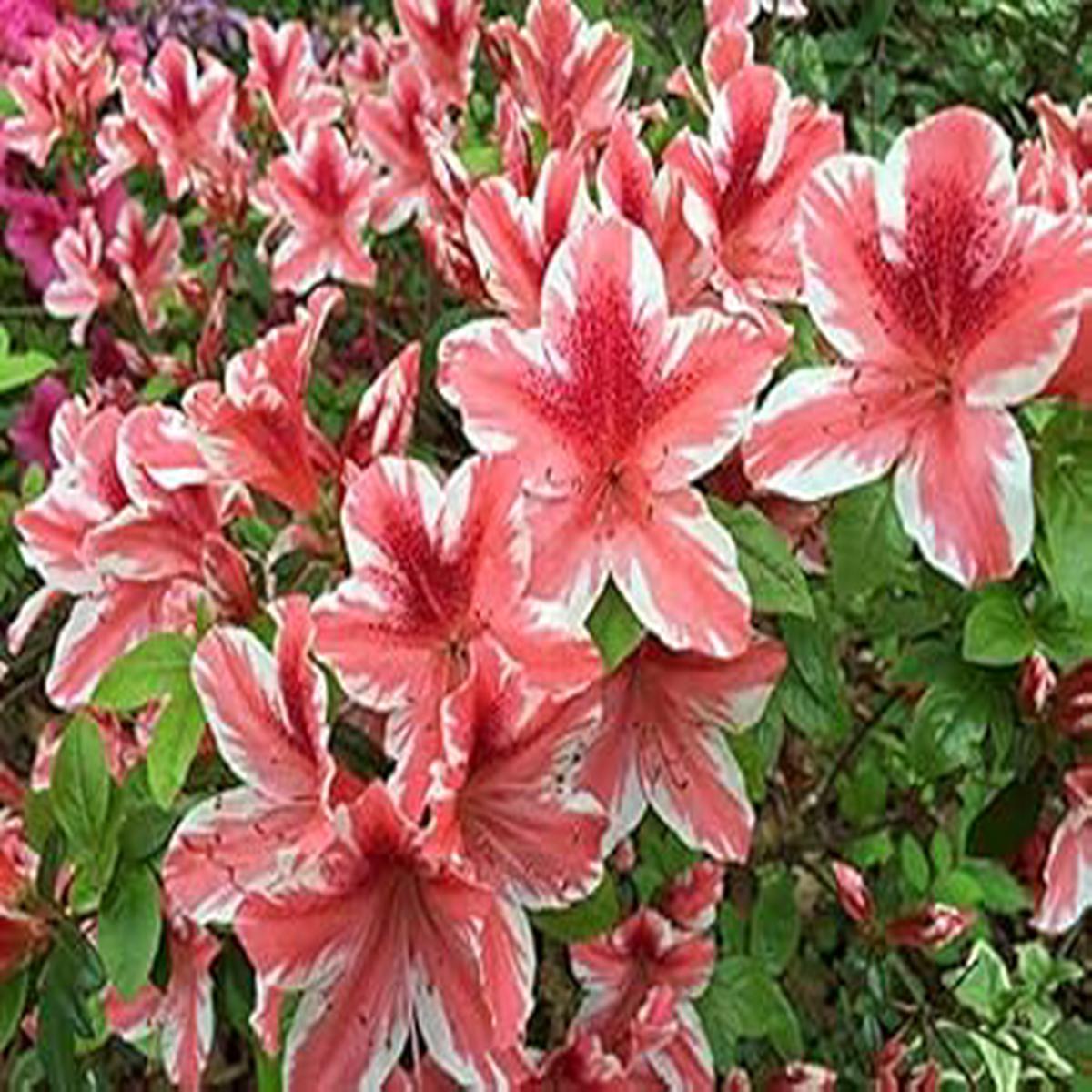 Organic White Red Azalea Flower Seeds for Planting Heirloom Non-GMO | High Germination Organic Garden Seeds