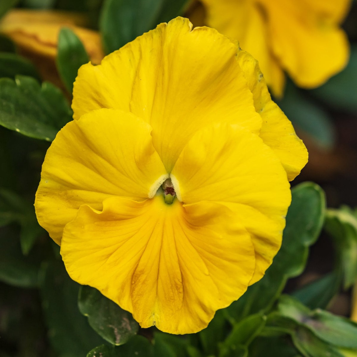 Organic Yellow Swiss Pansy Flower Seeds for Planting  Heirloom, Non-GMO Garden Seeds