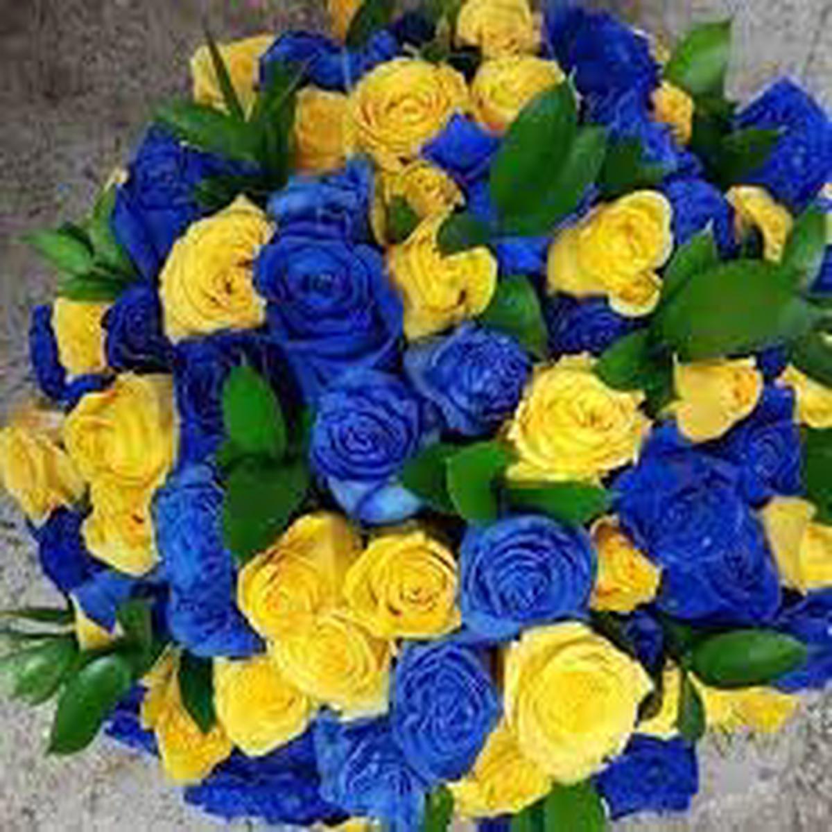 Osiria Rose Flower Seeds for Planting, Heirloom, Non-GMO, 100 pcs