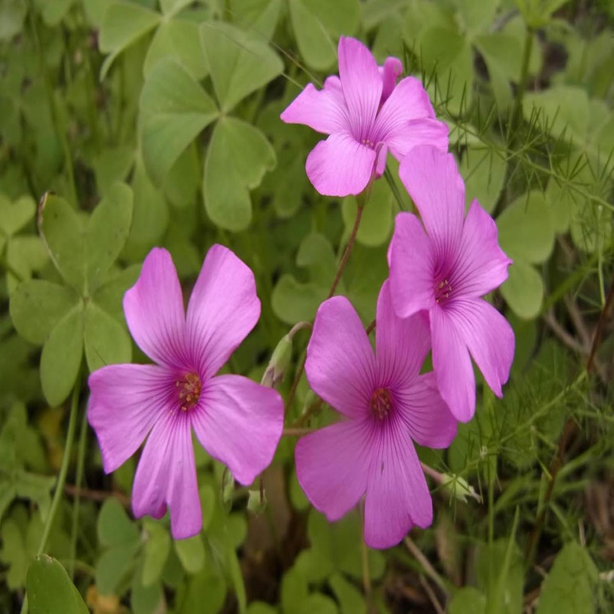 Oxalis Articulata Flower seeds for Planting - Perfect for Borders, Heirloom & GMO Free Seeds for Home Garden