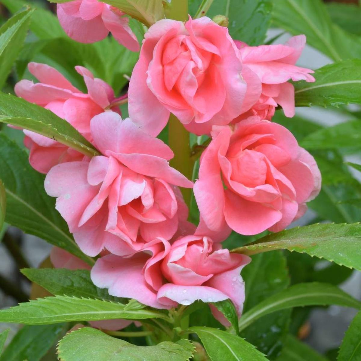 Pale Pink Balsam Camellia Flower Seeds - Ideal for Planting