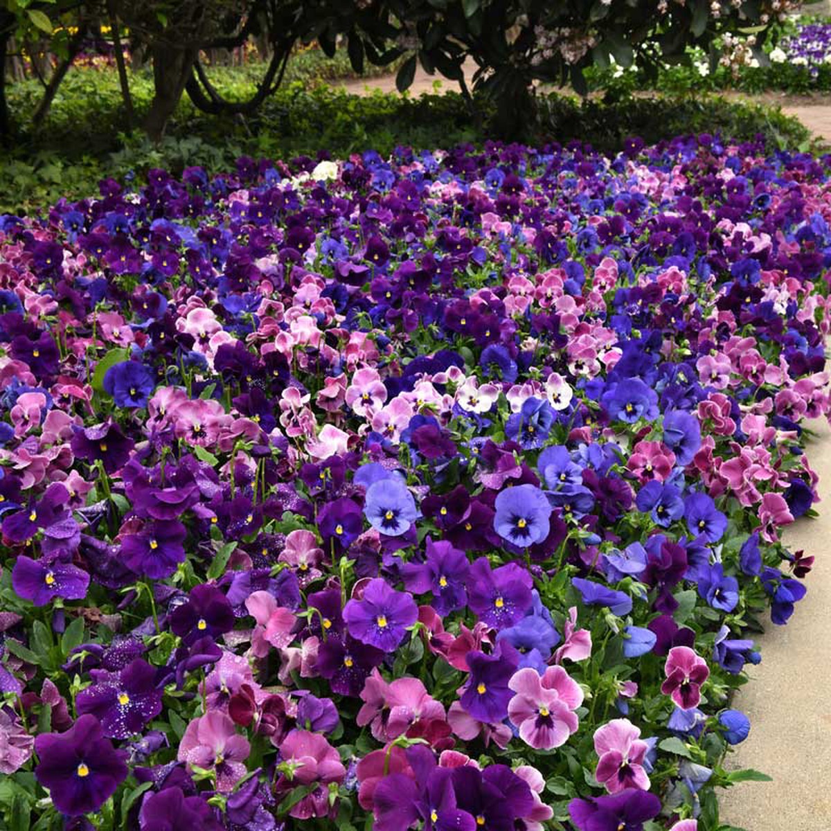 Pansy Seeds - Top Wave Elevation Mix