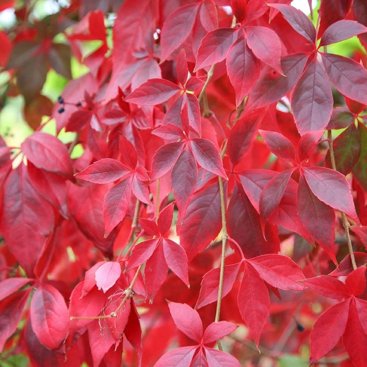 Parthenocissus Flower seeds for Planting Pollinator Friendly Heirloom & GMO Free Seeds for Home Garden  Sale