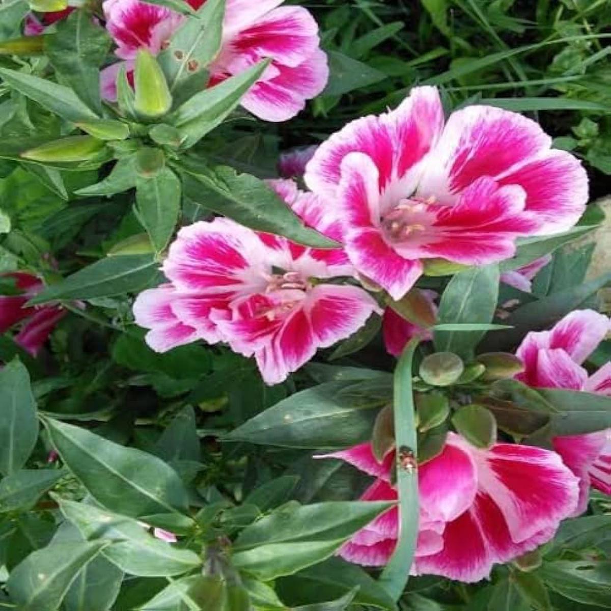 Pink Clarkia Amoena Flower Seeds for Planting Heirloom Non-GMO High Germination Organic Garden Seeds