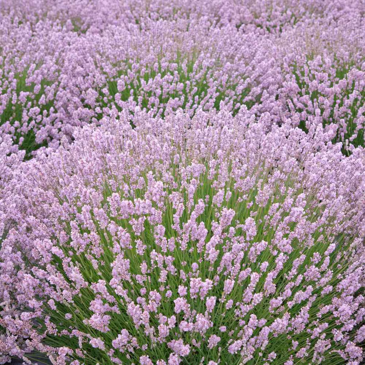 Pink Lavender Marjoram Flower seeds for Planting - Hardy Variety, Heirloom & GMO Free Seeds for Home Garden