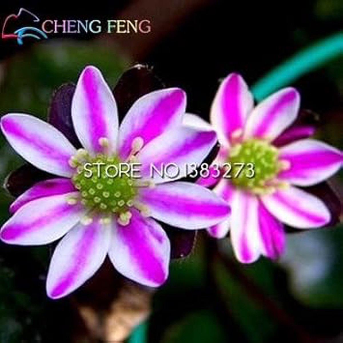 Pink White Hepatica Seeds for Planting  Organic, Heirloom, Non-GMO Flower Seeds
