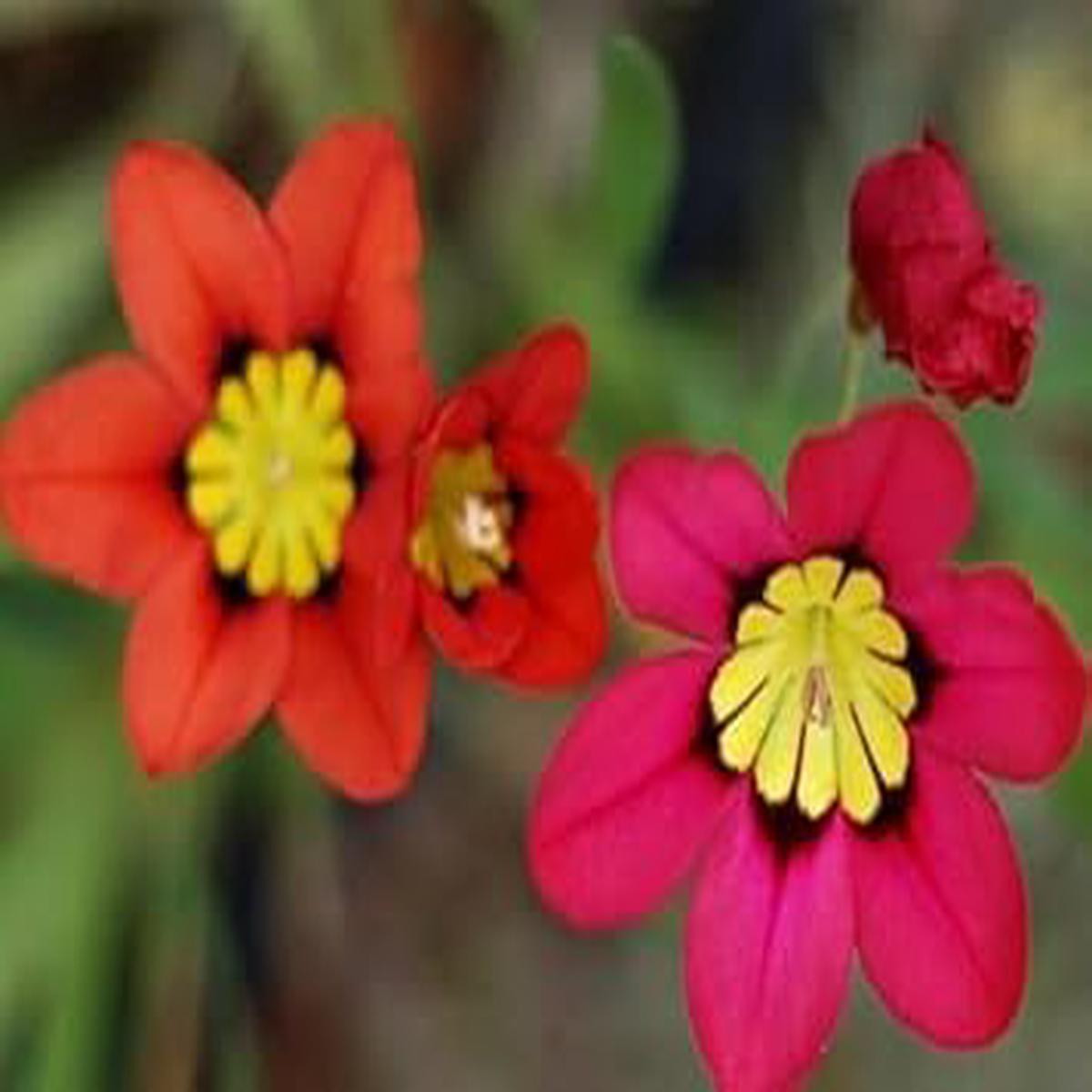 Pink Yellow Sparaxis Flower Seeds  Heirloom Non-GMO, High Germination Organic Garden Seeds for Planting Colorful Blooms
