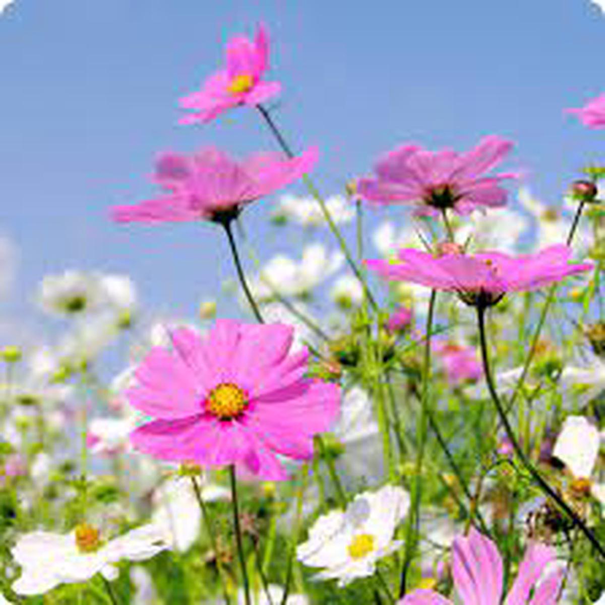 Pinkie Cosmos Sensation Flower Seeds for Garden Vibrant Blooms, Non-GMO, Heirloom, High Germination