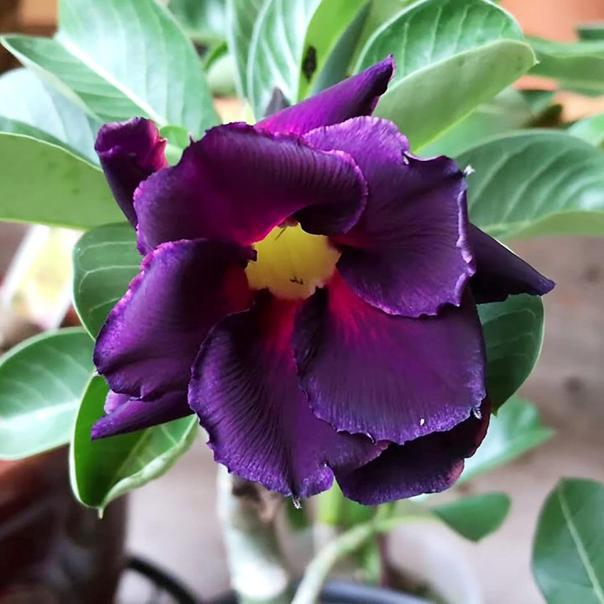 Purple Adenium Flower seeds for Planting - Vibrant Colors, Heirloom & GMO Free Seeds for Home Garden