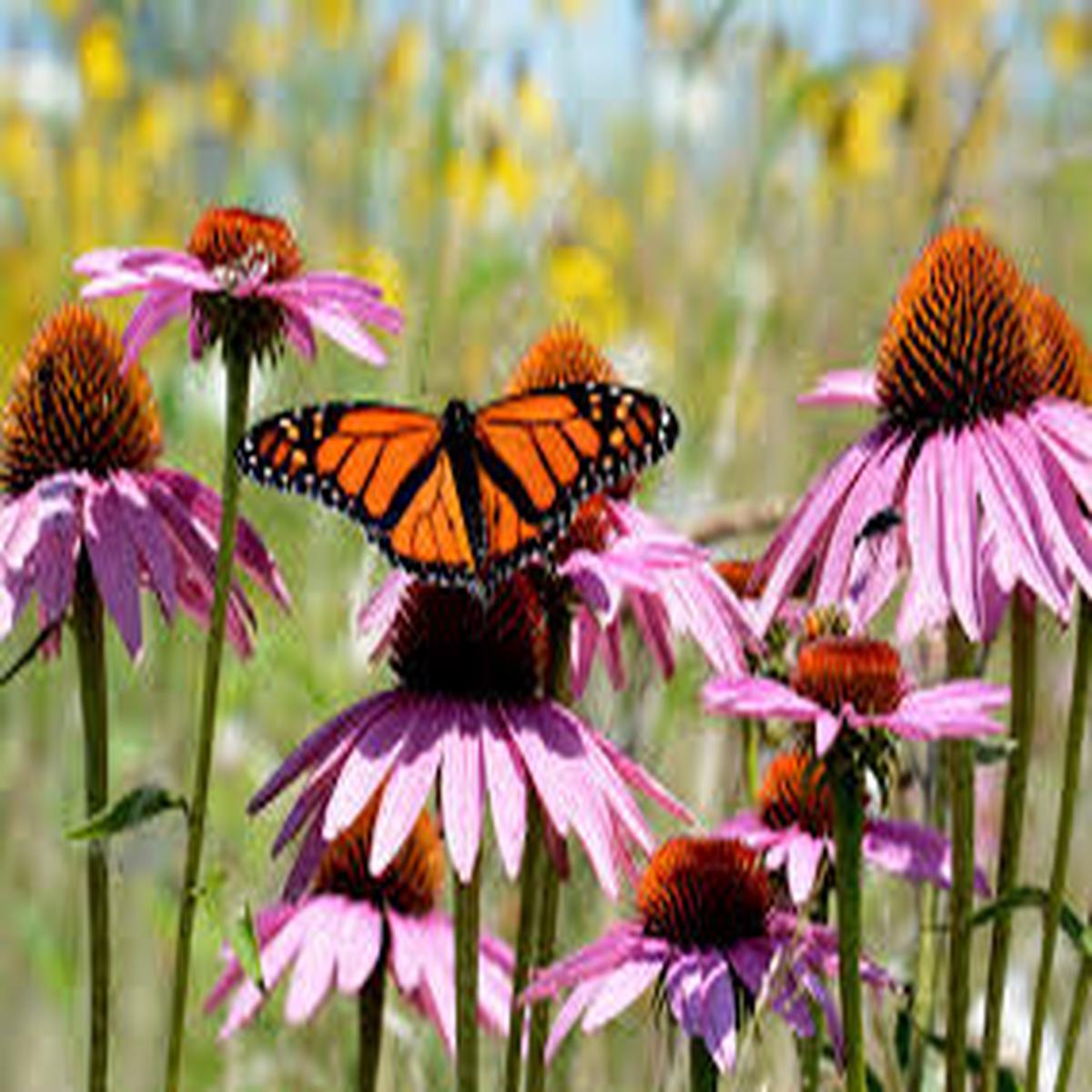 Purple Coneflower Seeds for Planting Heirloom, Non-GMO, Easy to Grow, Perennial