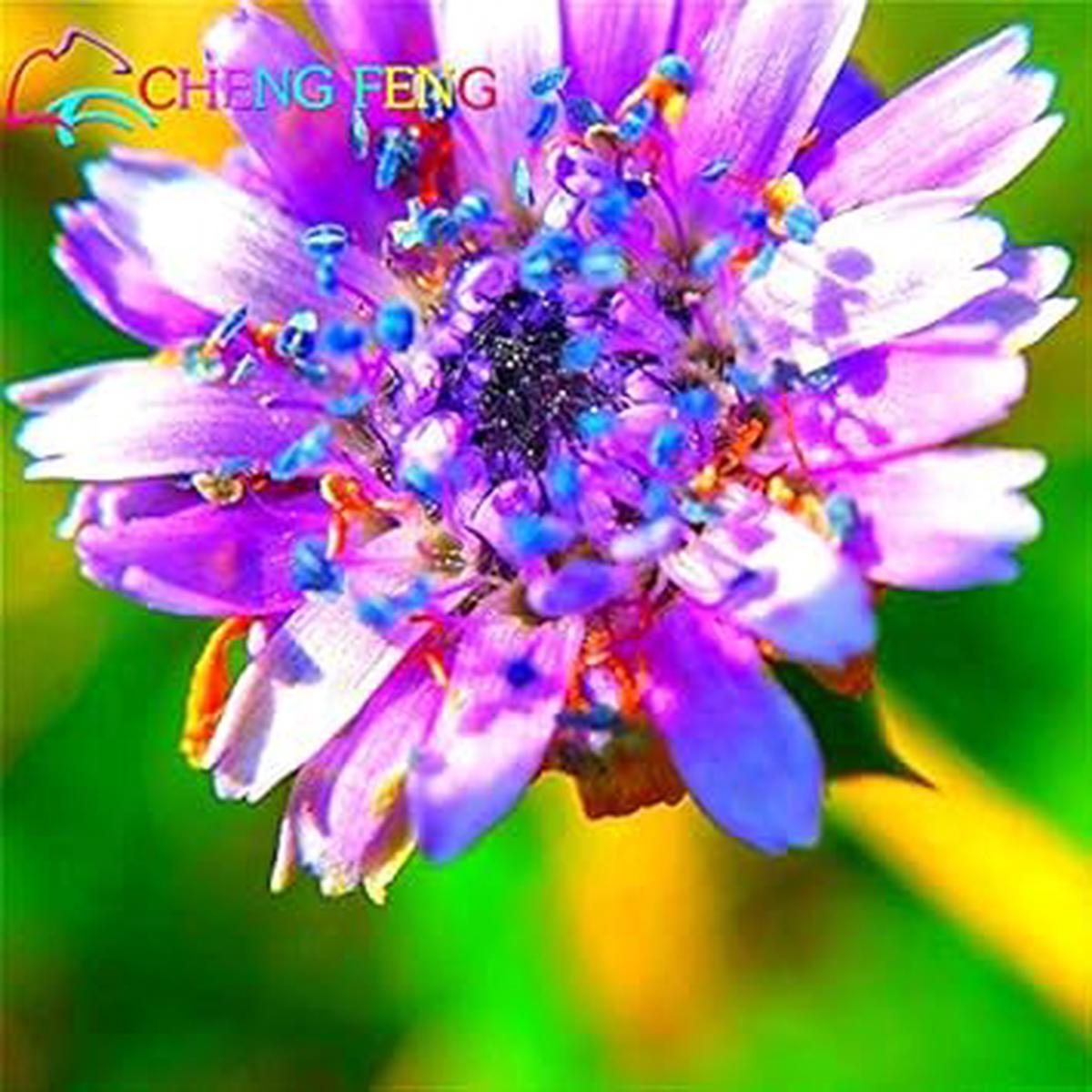 Purple Pincushion Flower seeds for Planting - Cottage Garden Essential, Heirloom & GMO Free Seeds for Home Garden