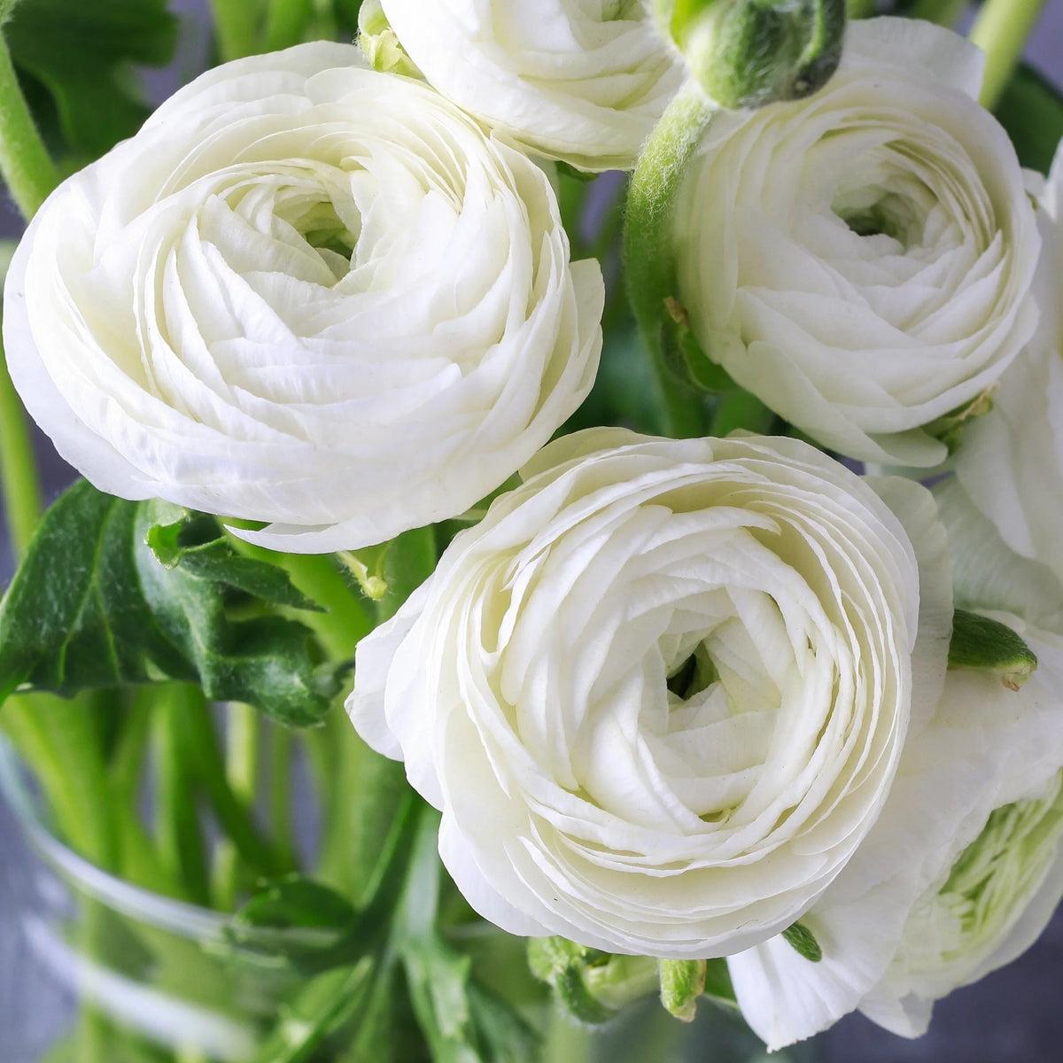 Ranunculus Asiaticus Flower seeds for Planting Vibrant Colors Heirloom & GMO Free Seeds for Home Garden   Sale