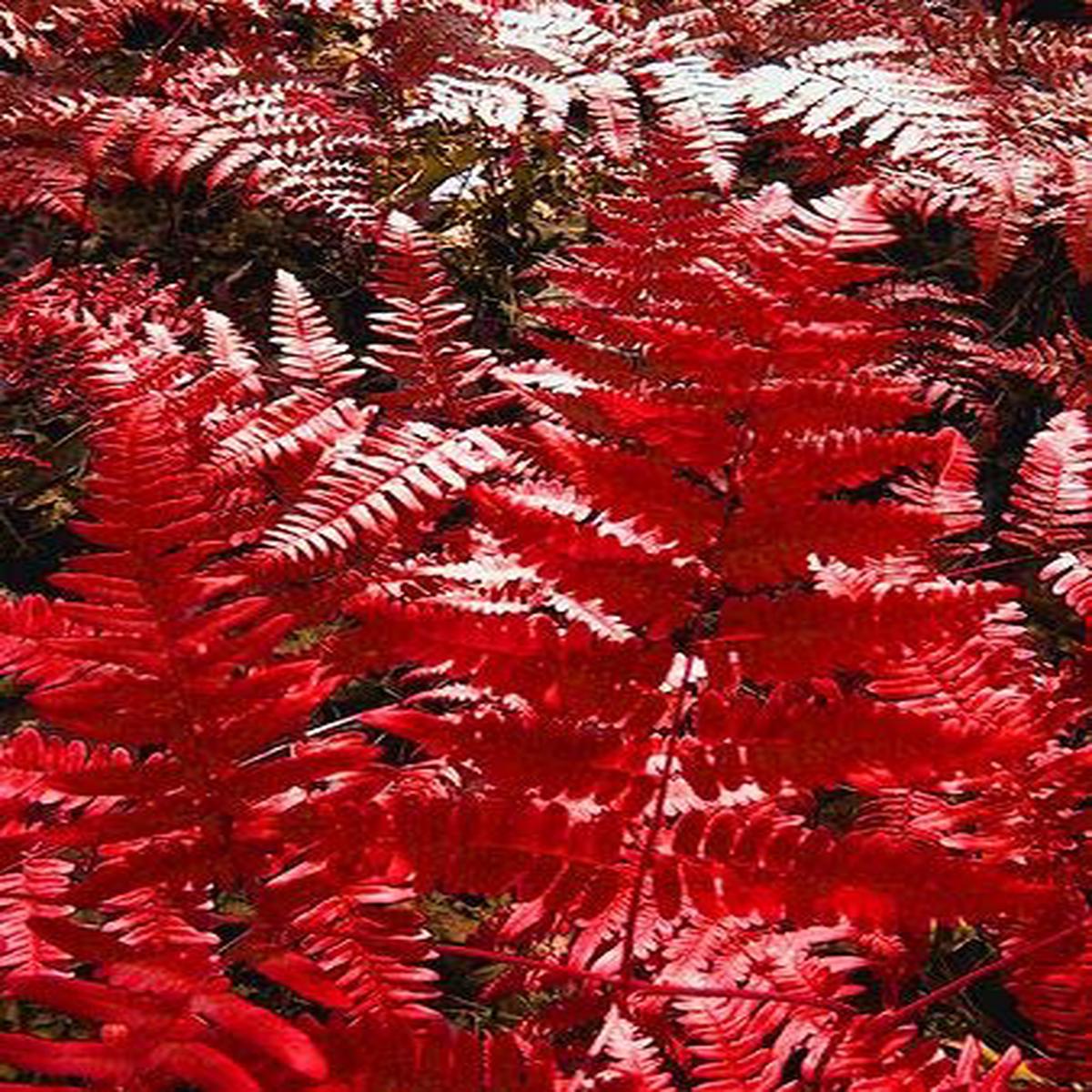 Red Fern Pteridophyta Seeds for Planting Heirloom, Non-GMO, High Germination Organic Garden Seeds