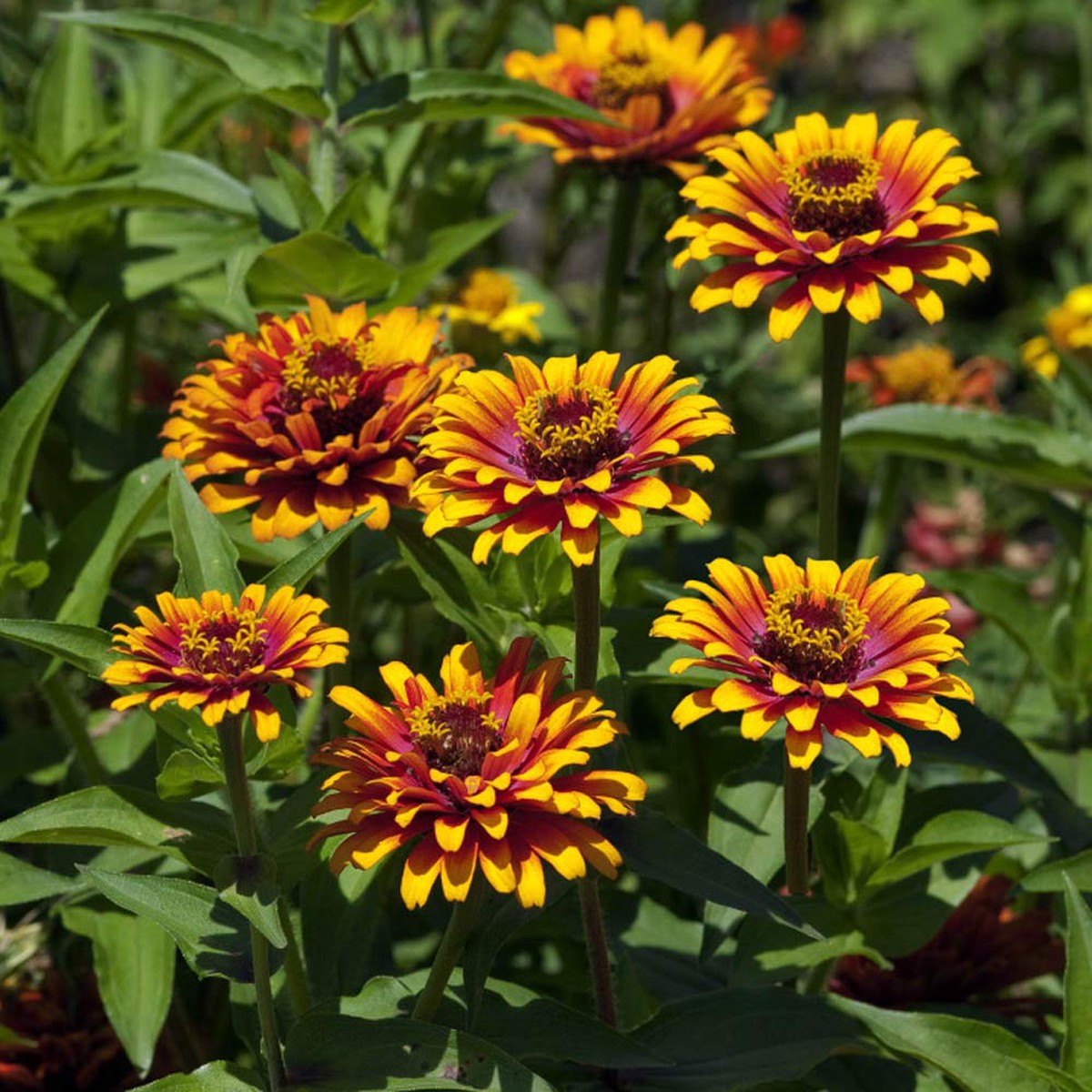 Red Yellow Zinnia Flower Seeds for Planting  Bright, Colorful, Heirloom, Non-GMO, High Germination Garden Seeds