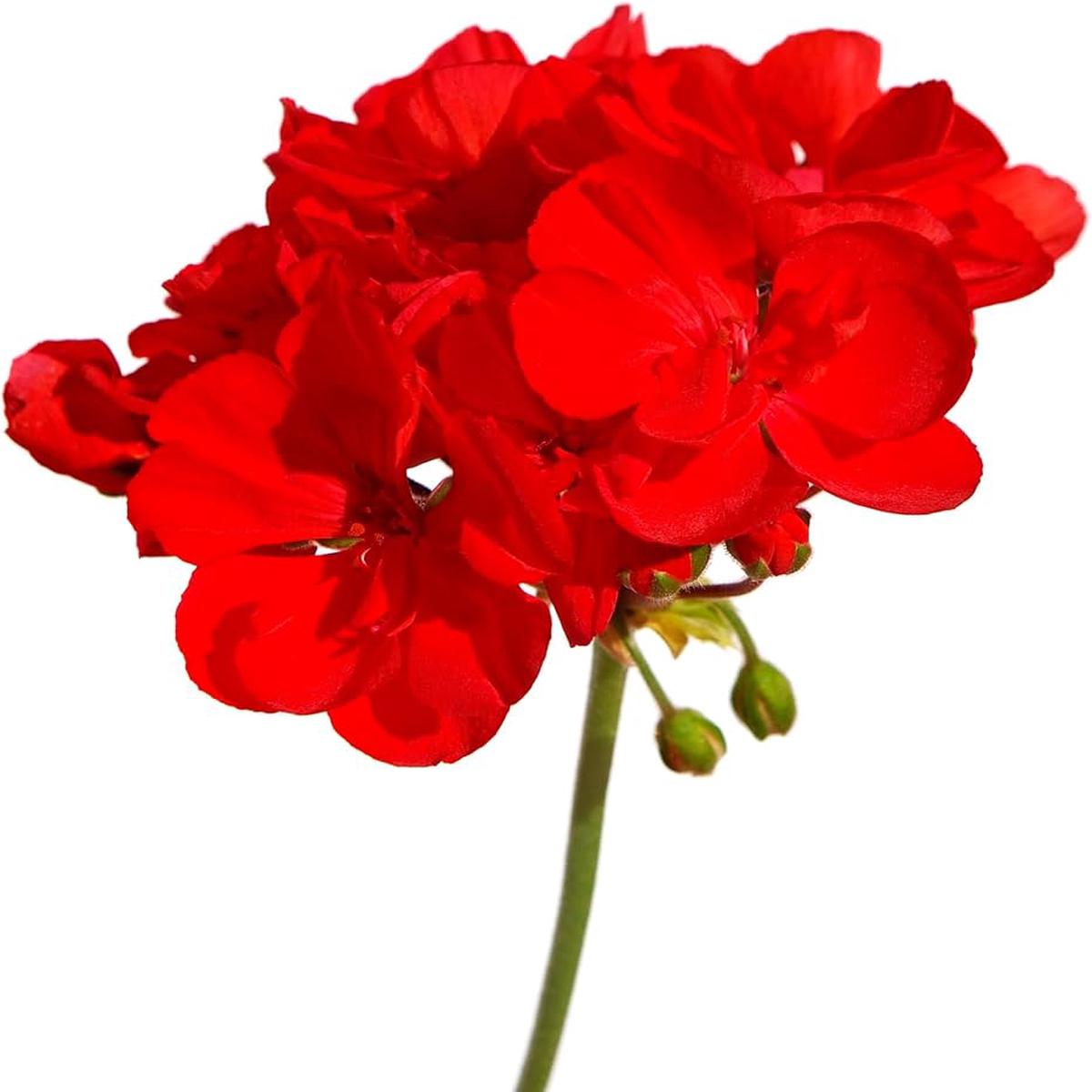 Ringo Cardinal Geranium Pelargonium X Hortorum Flower For Planting In Backyard Gardens Flower Seeds