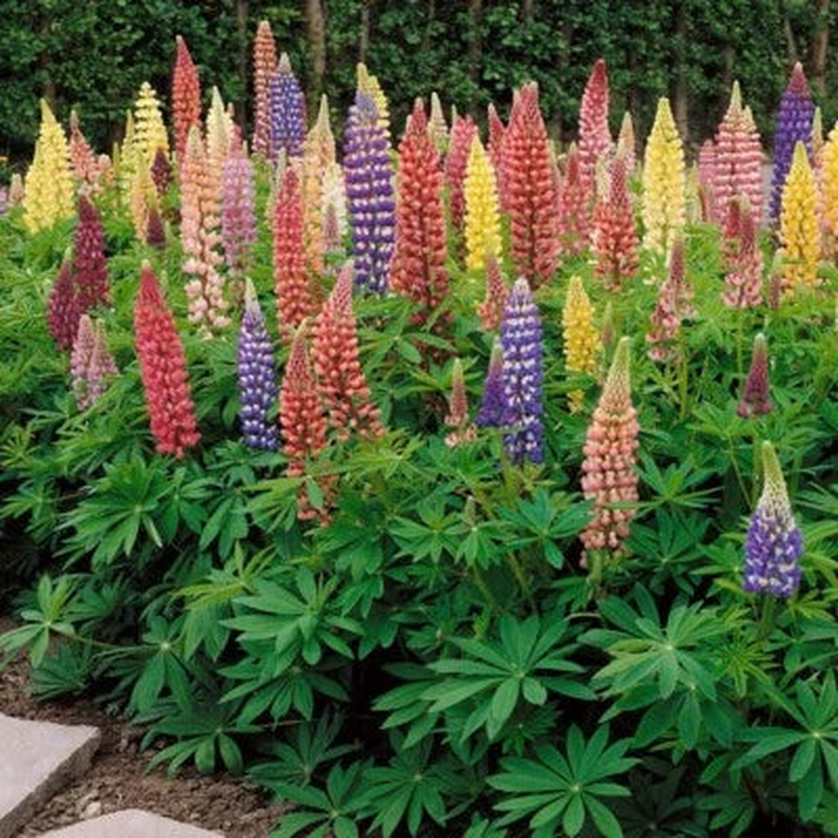 Russell Lupine - Perennial Flower -  Heirloom, Non-GMO