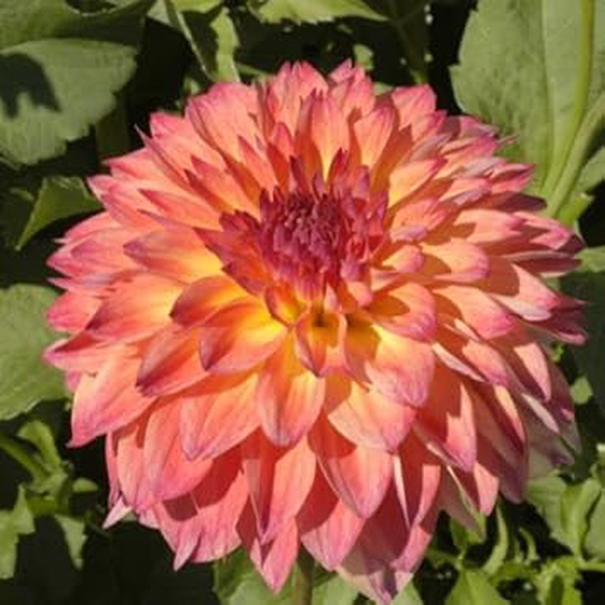 September Morn Dahlia Flower seeds for Planting - Fragrant Blossoms, Heirloom & GMO Free Seeds for Home Garden