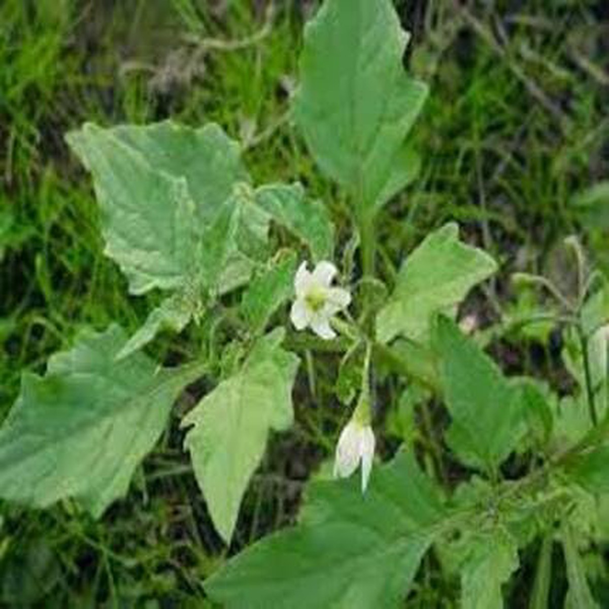 Solanum Nigrum Green - Heirloom, Non - Gmo Seeds