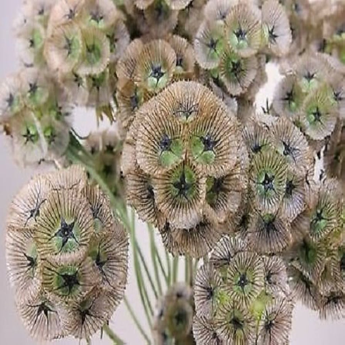 Starflower Seeds for Unique and Colorful Garden Decoration
