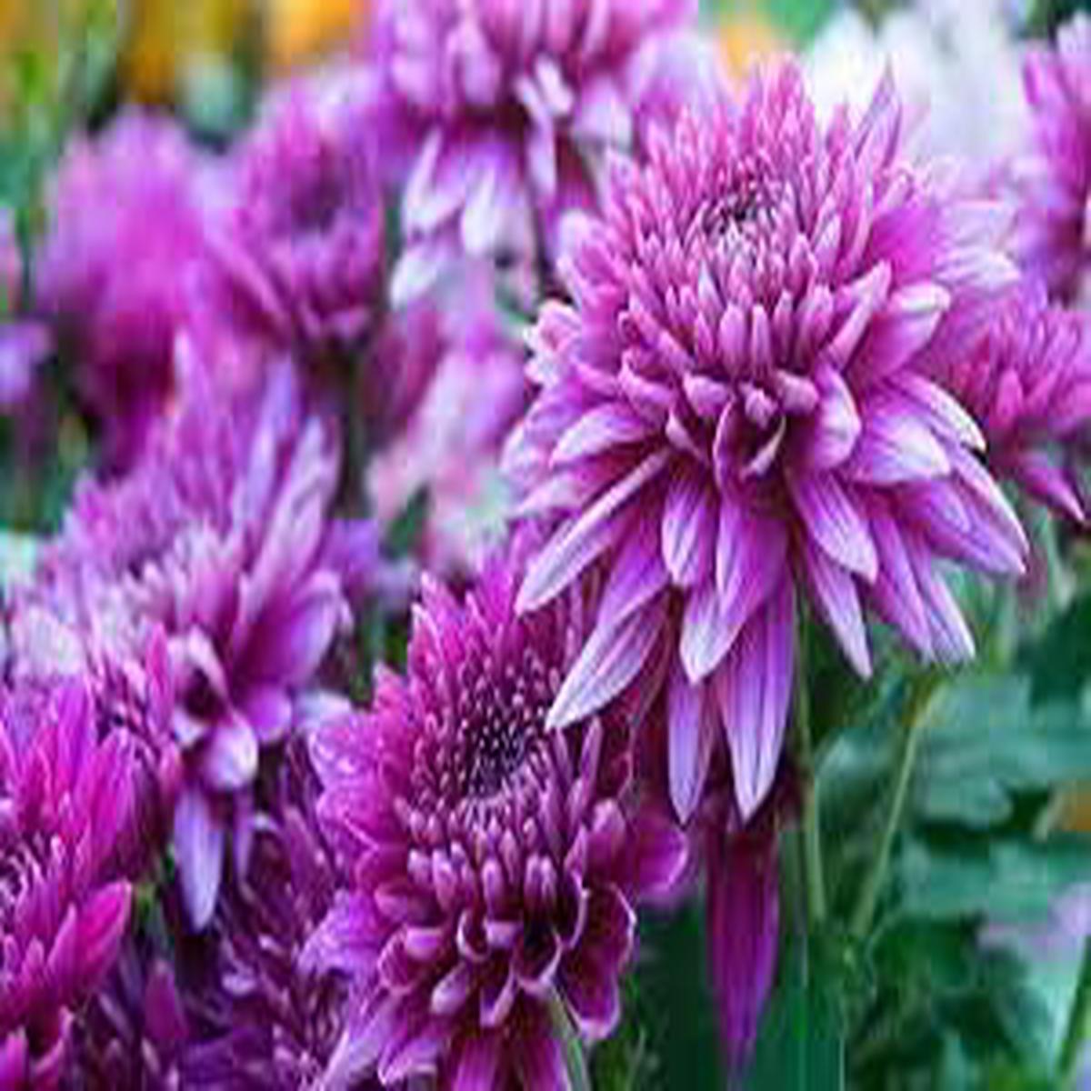 Violet Chrysanthemum Flower seeds for Planting - Seasonal Bloomer, Heirloom & GMO Free Seeds for Home Garden