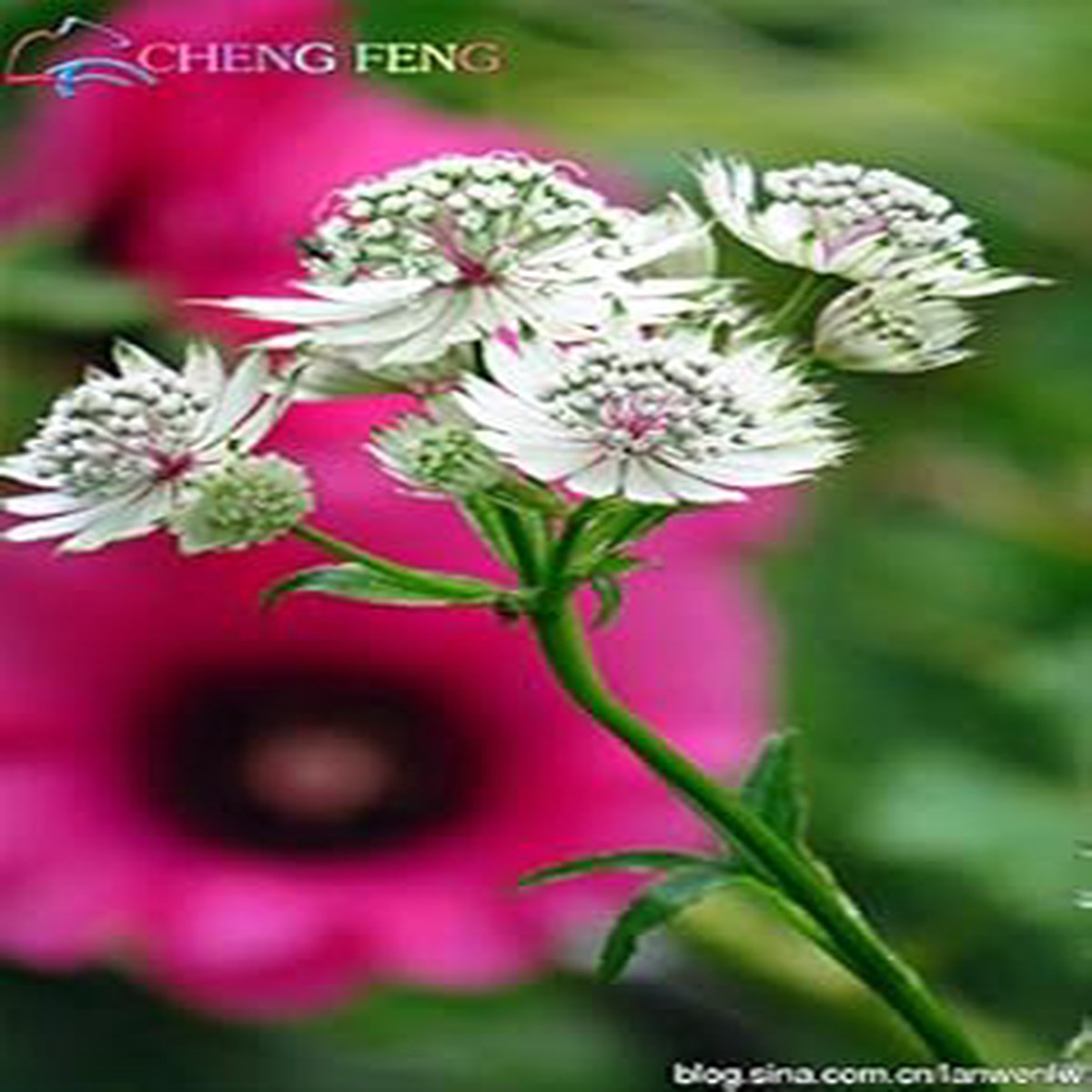 White Astrantia Flower seeds for Planting - Sun Loving, Heirloom & GMO Free Seeds for Home Garden