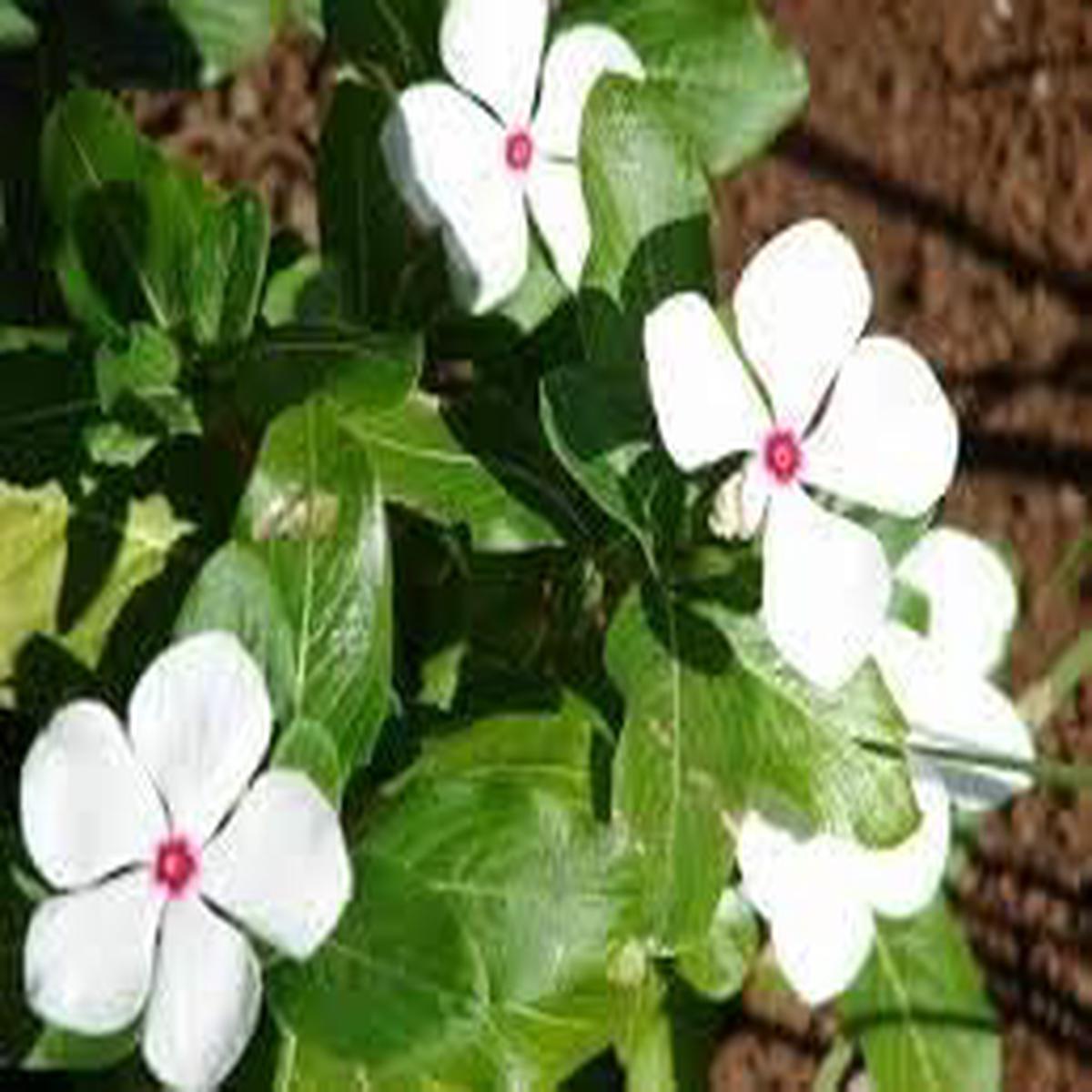 White Catharanthus Flower seeds for Planting - Wildflower Mix, Heirloom & GMO Free Seeds for Home Garden