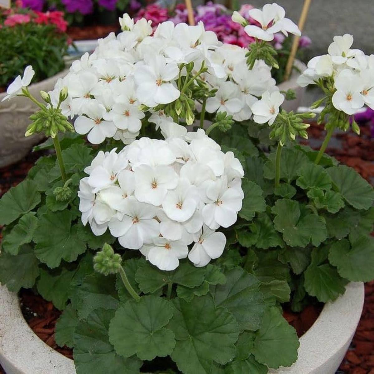White Pelargonium Flower seeds for Planting Drought Tolerant Heirloom & GMO Free Seeds for Home Garden  Sale