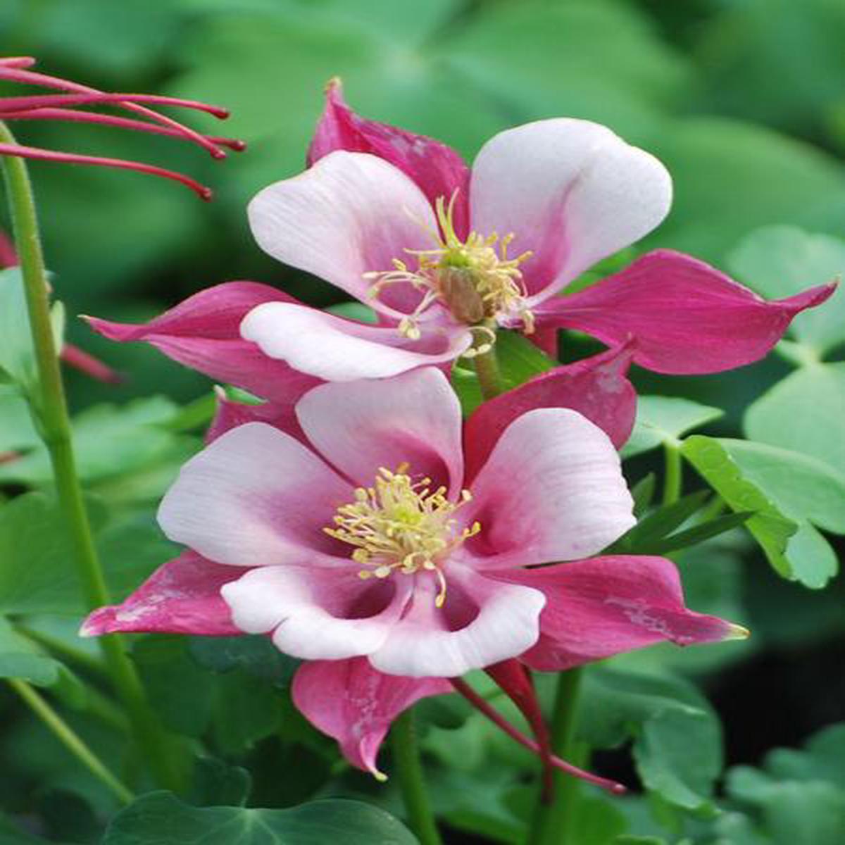 White Pink Aquilegia Flower seeds for Planting - Bright Blooms, Heirloom & GMO Free Seeds for Home Garden