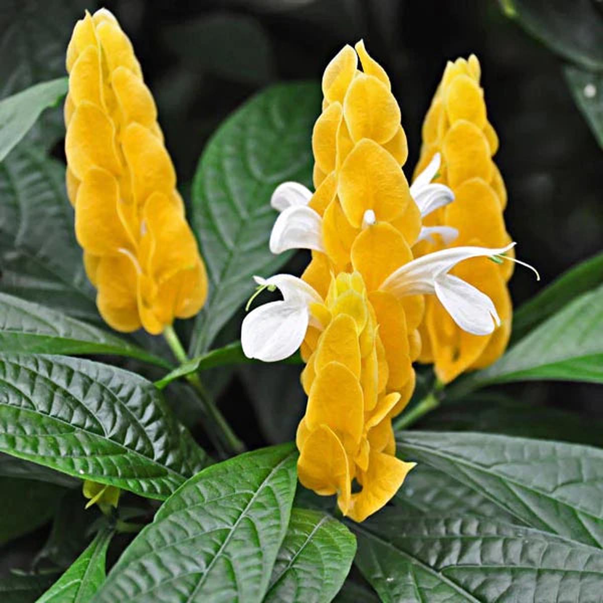 White Yellow Pachystachys Flower seeds for Planting - Vibrant Colors, Heirloom & GMO Free Seeds for Home Garden