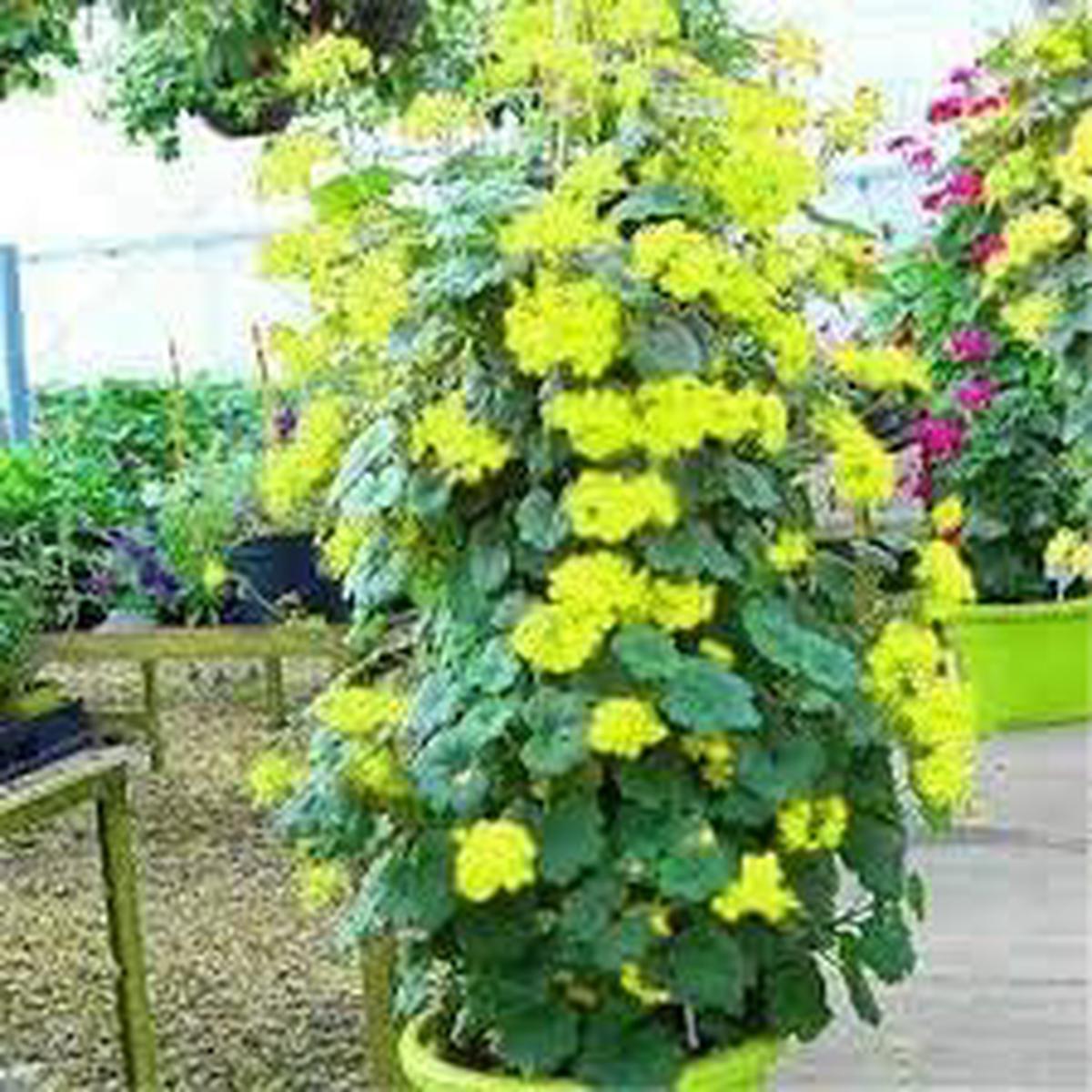 Yellow Climbing Geranium Seeds for Planting Heirloom, Organic, Non-GMO, High Germination Garden Flower Seeds