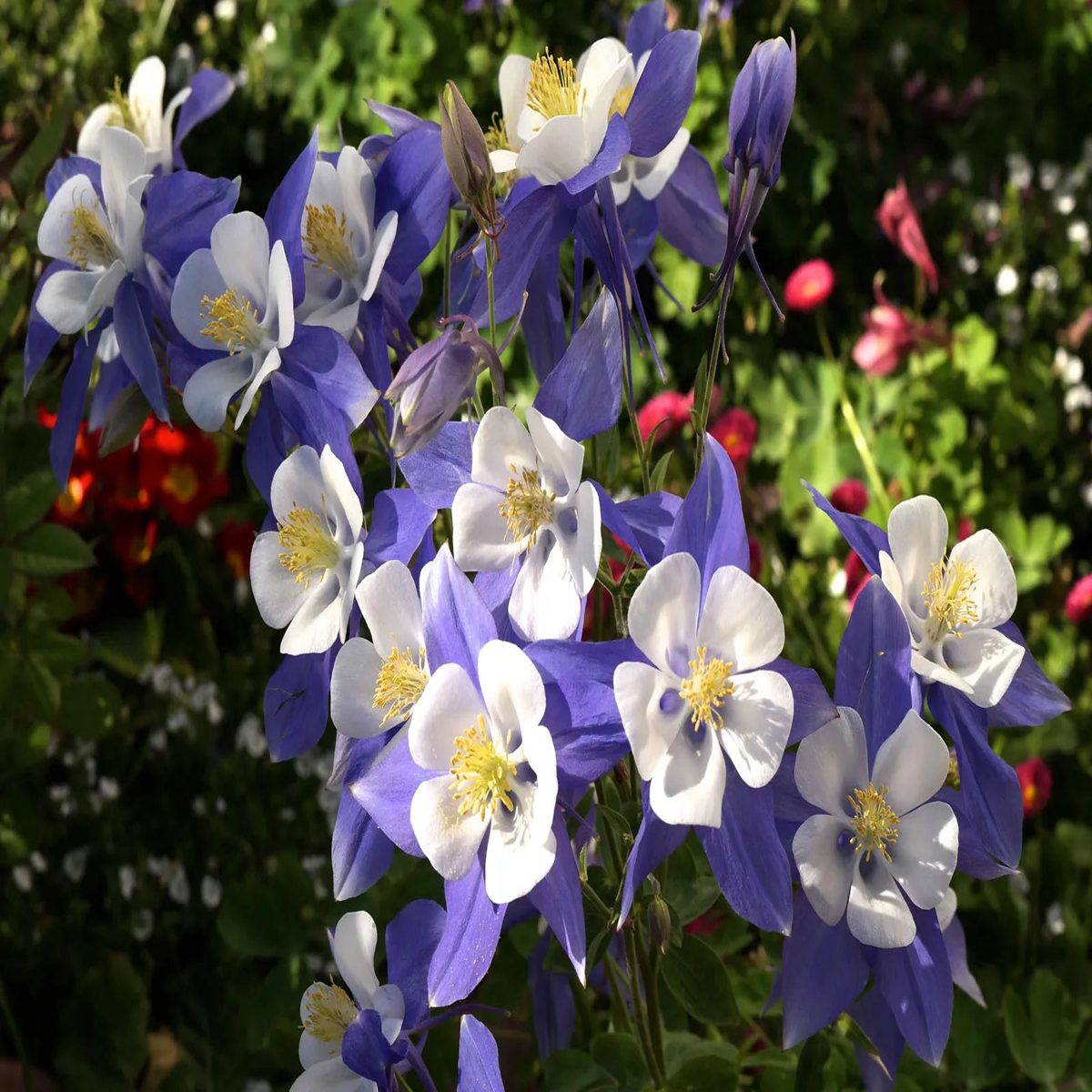 Aquilegia Columbine flower Seeds, Ideal for Woodland Planting