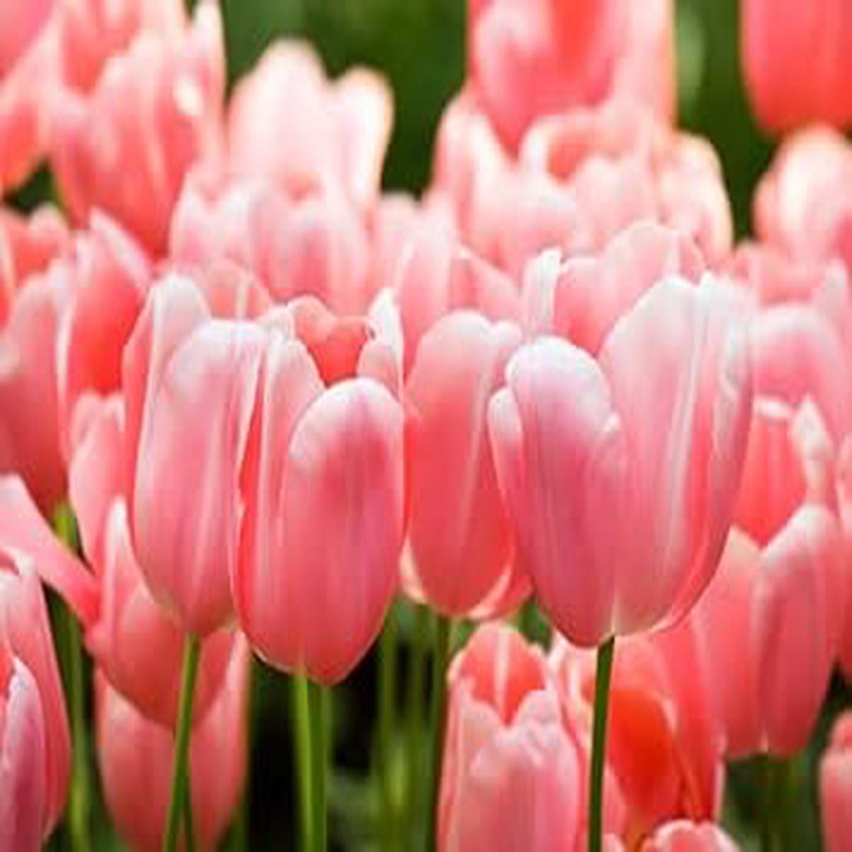 Baby Pink Tulip Flower Seeds for Garden Heirloom, Non-GMO, High Germination Seeds