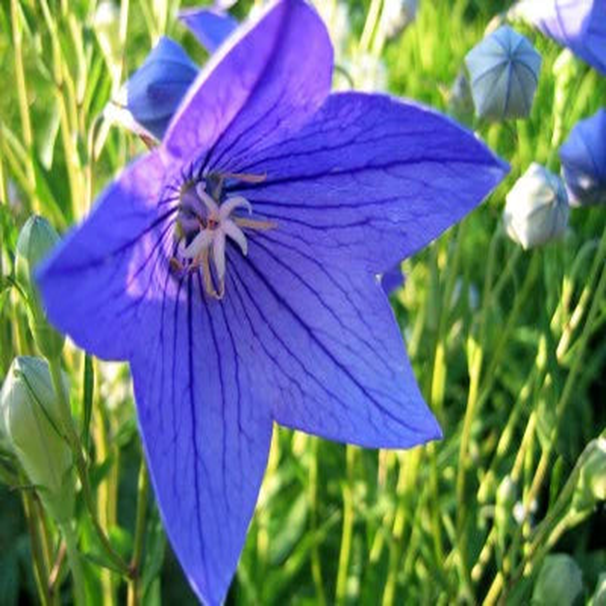 Balloon Flower Seeds - Blue (Platycodon) for Unique, Balloon-Shaped Blooms