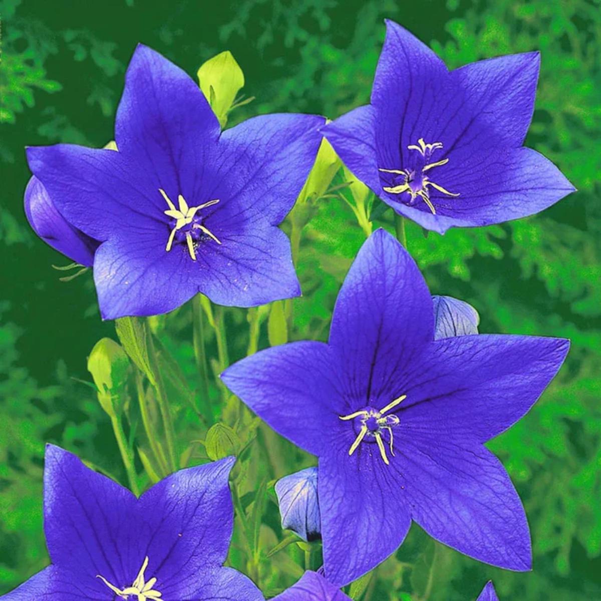 Balloon Flower Seeds Heirloom, Non-GMO, Perennial, Easy to Grow