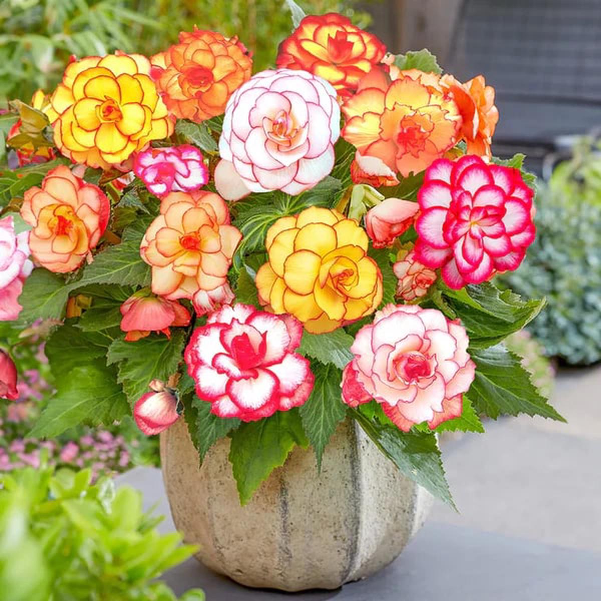 Begonia Flower Seeds for Planting Heirloom Non-GMO Seeds for Home Garden