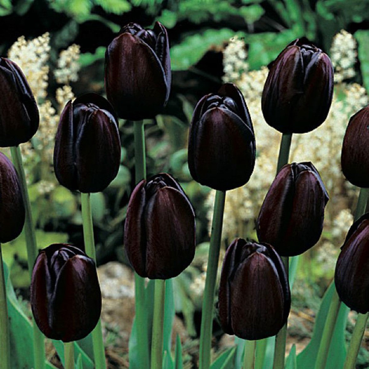 Black Tulip Flower Seeds for Planting Heirloom, Non-GMO, High Germination Unique Dark Blooms