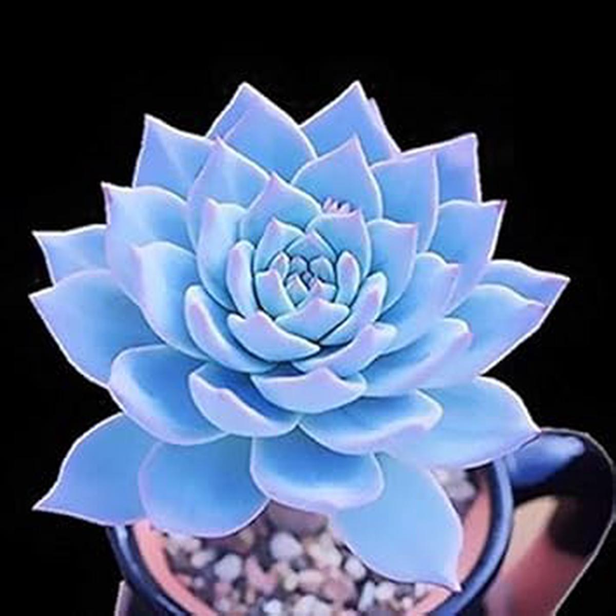 Blue Echeveria Subsessilis Planting Seeds for Garden Non-GMO, Heirloom, High Germination Seeds
