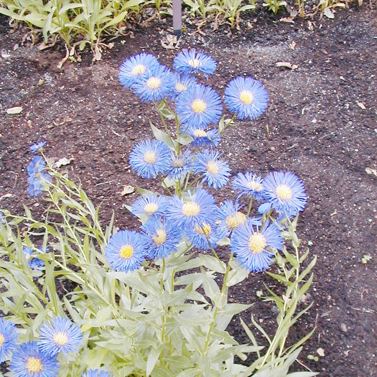 Blue Erigeron Perennial Flower seeds for Planting Seasonal Bloomer Heirloom & GMO Free Seeds for Home Garden Sale