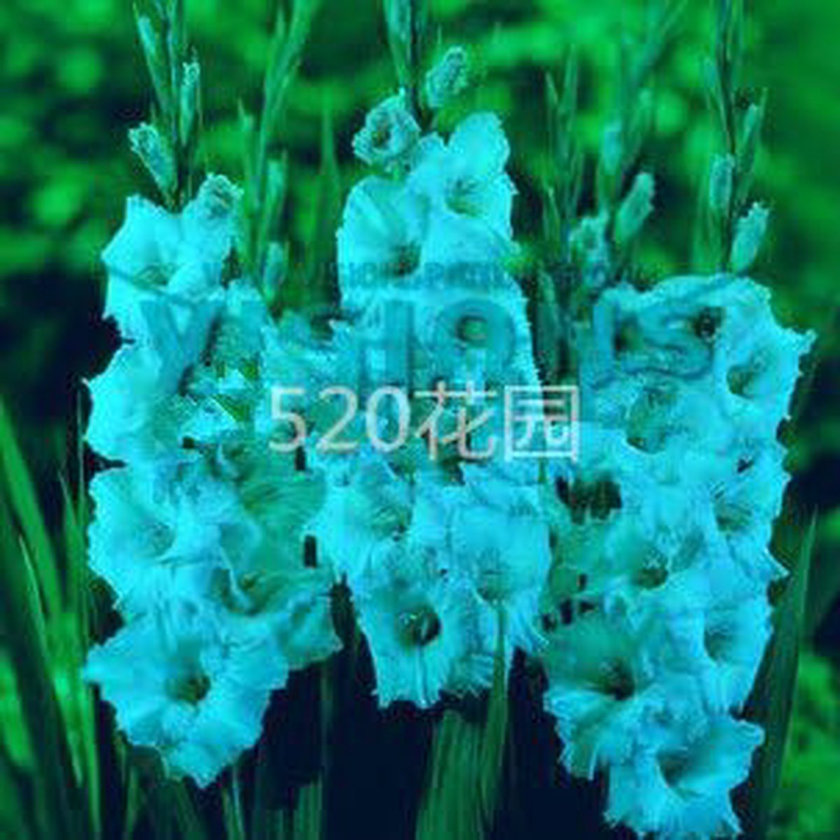 Blue Gladiolus Flower Seeds  Heirloom Non-GMO Organic Garden Seeds for Planting with High Germination