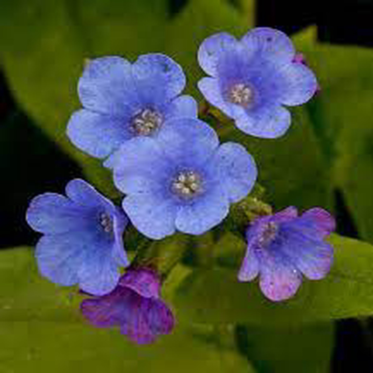 Blue Pulmonaria Lungwort Flower Seeds for Planting Heirloom, Non-GMO, High Germination Shade-Loving Blooms for Woodland Gardens