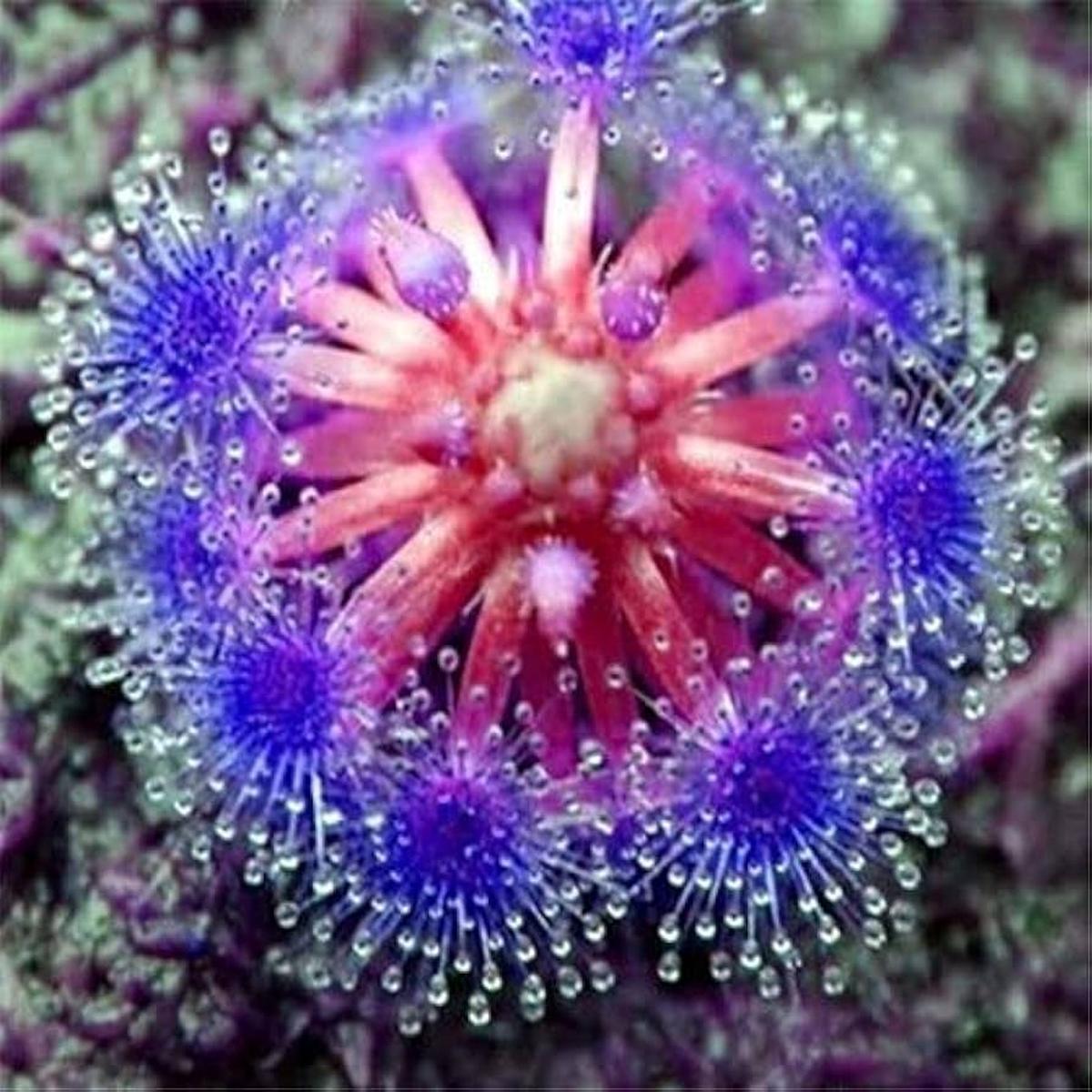 Blue Sundew Flower Seeds for Planting  Heirloom, Non-GMO, High Germination Organic Garden Seeds