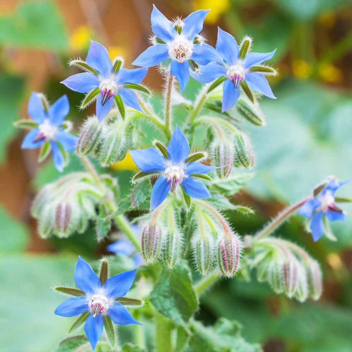 Borage Flower seeds for Planting Wildflower Mix Heirloom & GMO Free Seeds for Home Garden Sale