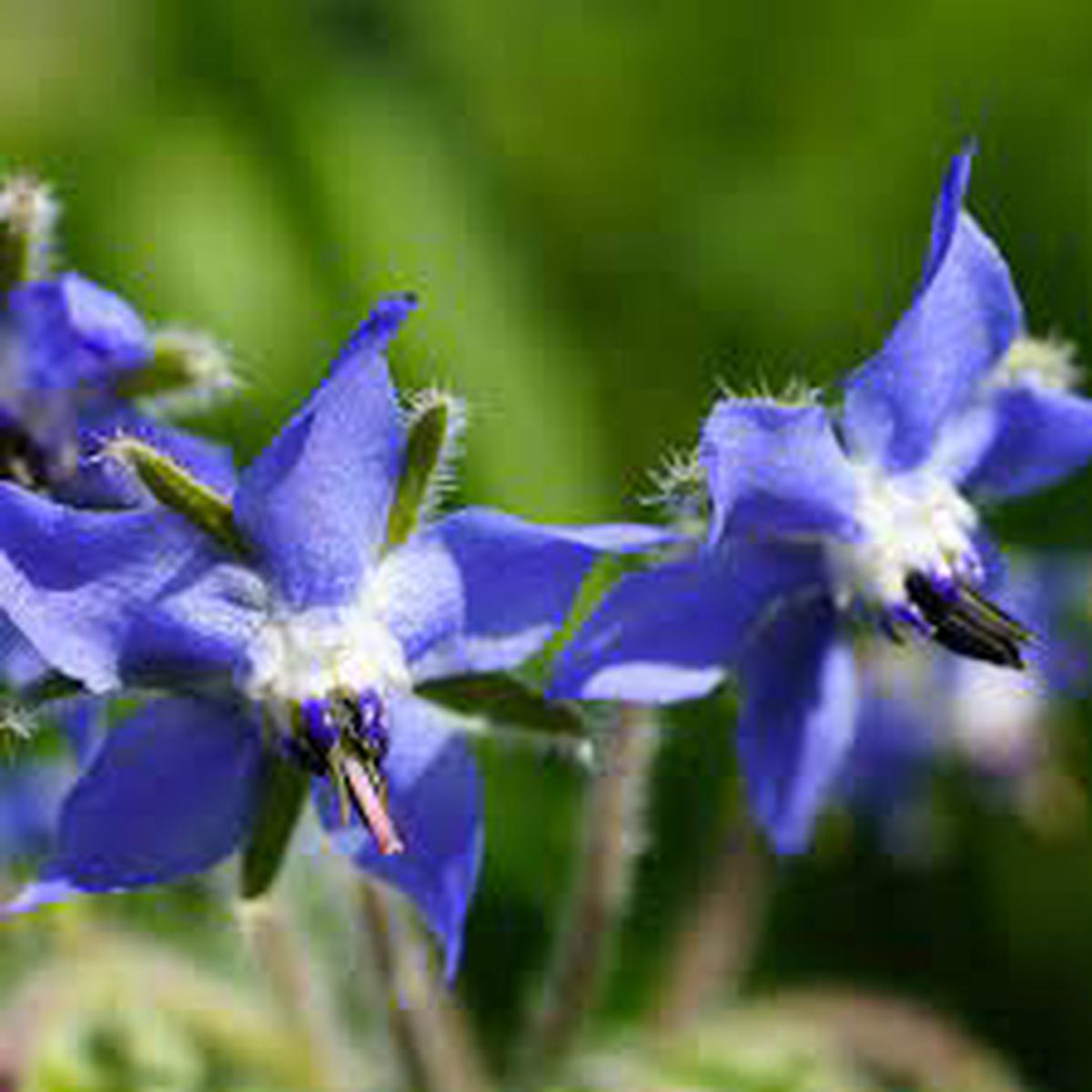 Borage Seeds for Planting Thick Blue Flowers Heirloom, Non-GMO, Pollinator-Friendly