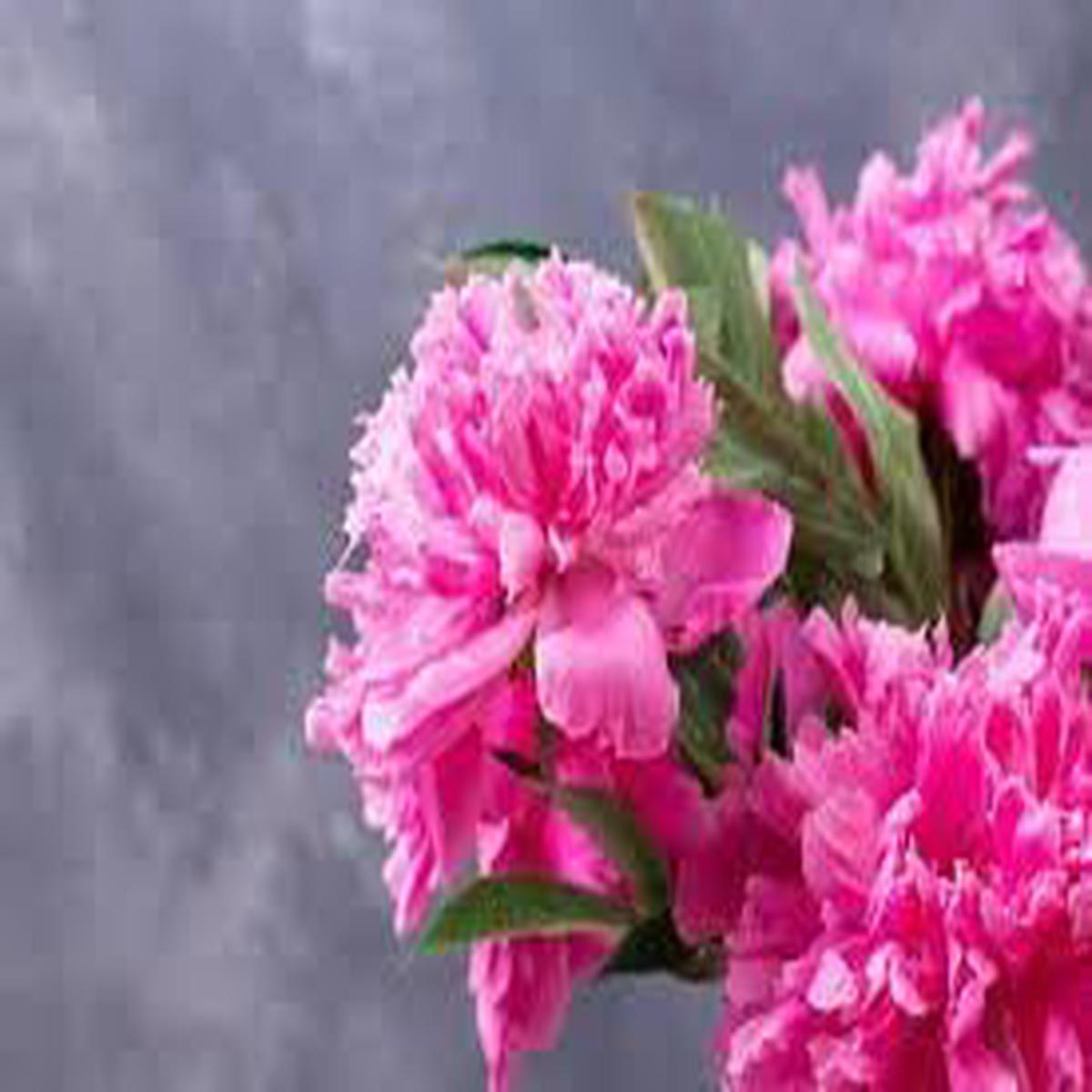 Carnations Flower seeds for Planting - Premium Quality, Heirloom & GMO Free Seeds for Home Garden