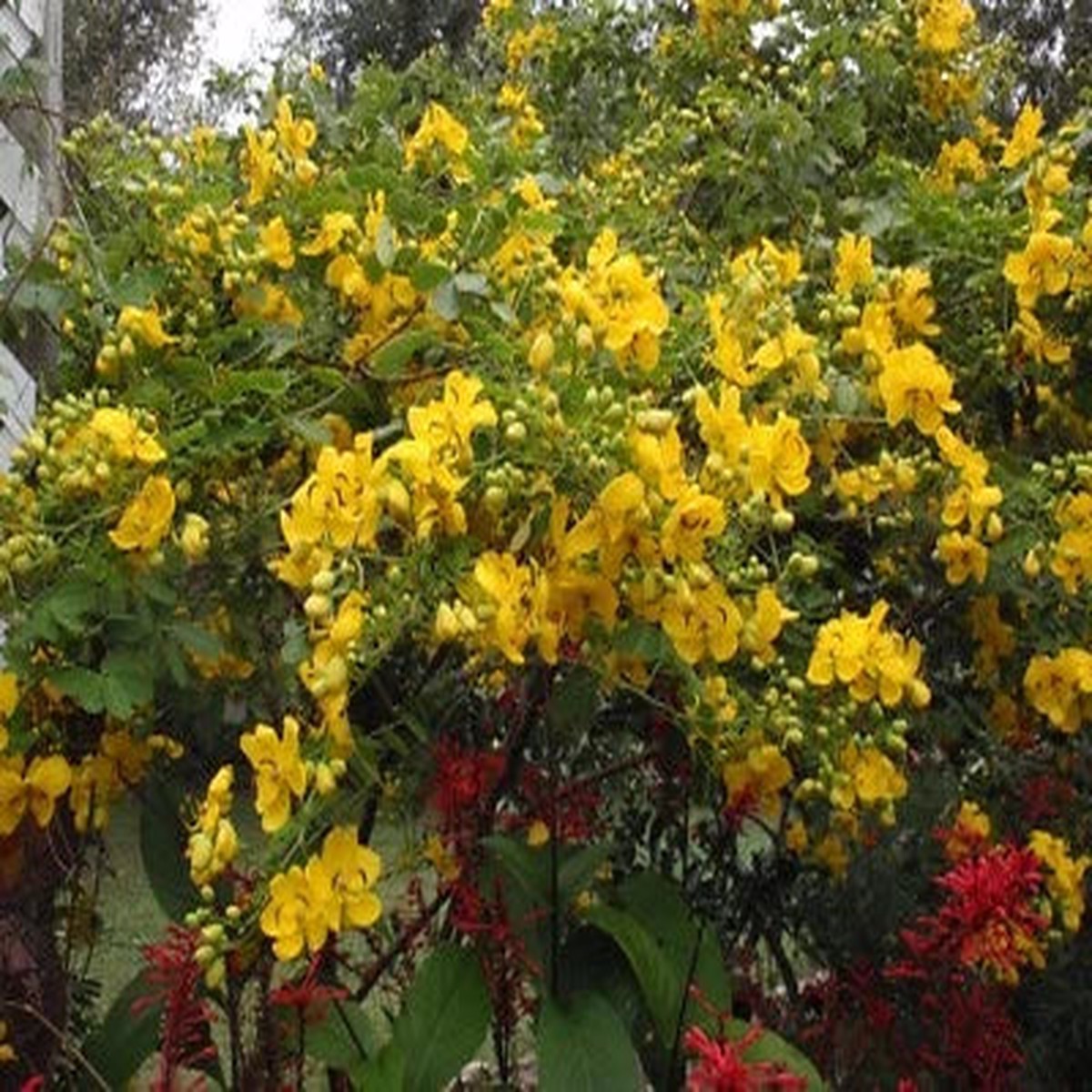 Cassia bicapsularis WINTER CASSIA Yellow flowers SEEDS Heirloom, Non-GMO