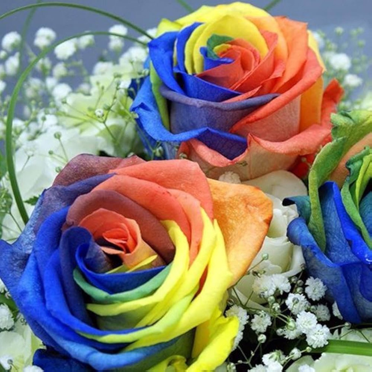 Colorful Rainbow Rose Flower Buy Get Free Flower Seeds Home Garden Planting, Lush Organic